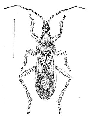 22. Rasahus biguttatus. (�2). After Howard.