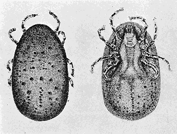 46. Argus persicus. Dorsal and ventral aspects. (�4). After Hassell.