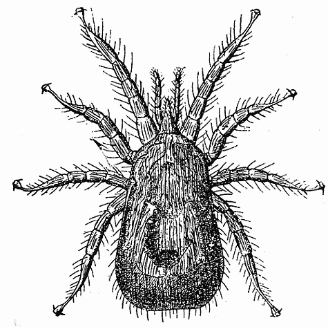 51. Dermanyssus gallin�, female. After Delafond.