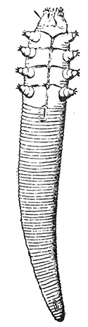 62. Demodex folliculorum.
(�200).
After Blanchard.