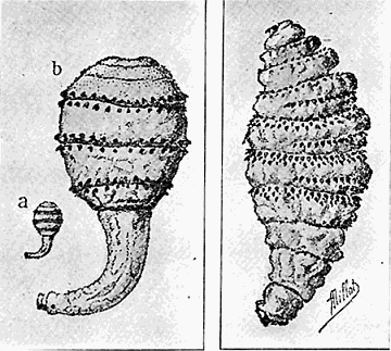 81. Larv� of Dermatobia cyaniventris. After Blanchard.
