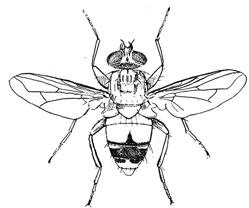 86. Auchmeromyia luteola (�4). After Graham-Smith.