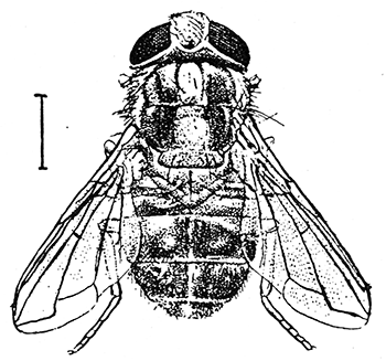 87. Cordylobia anthropophaga (�3).
After F�lleborn.