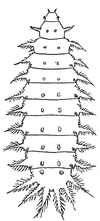 101. Larva of Fannia
scalaris.