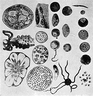 125. Life cycle of the malaria parasite. Adapted from Leuckart's chart,
by Miss Anna Stryke.