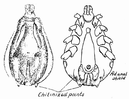 140. Hyalomma �gypticum. After Nuttall and Warburton.