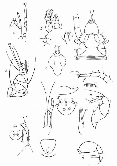 158. (a) Tydeus, beak and leg from below; (b) Cheyletus pyriformis, beak and palpus;
(c) beak and claw of Pediculoides; (d) leg of Sarcoptes; (e) scutum of
female of Amblyomma americana; (f) leg I and tip of mandible of Histiostoma
americana; (g) Histiogaster malus, mandible and venter; (h) Aleurobius
farin�, and leg I of male; (i) Otodectes cynotis, tip of abdomen of male,
(j) beak and anal plate of Dermanyssus gallin�; (k) palpus of Allothrombium.
(a) to (j) after Banks.