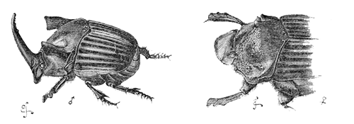 Fig. 17. Phan&aelig;us faunus.