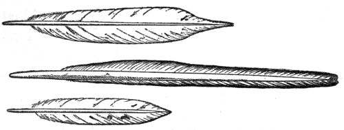 Middle tail feathers of Flicker, Ivory-billed
Woodpecker, and Hairy Woodpecker.