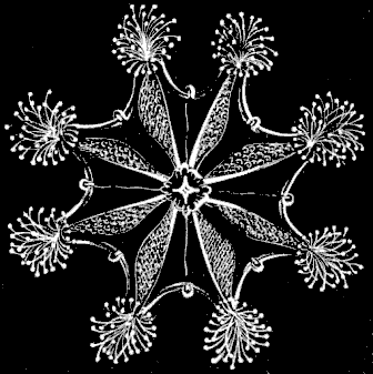 Fig. 55.
Lucernaria seen from the mouth side.