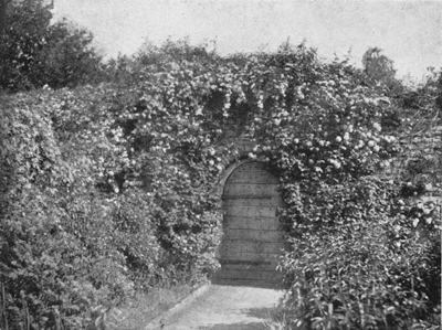 North side of the same Door, with Clematis Montana and
Guelder-Rose.
