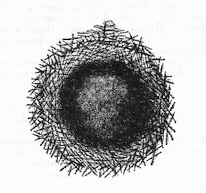 Illustration: Fig. 9.&mdash;Gemmule of
Spongilla proliferens as seen in optical section (from Calcutta), �
140.