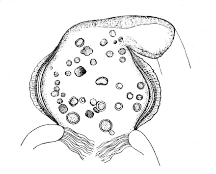 Illustration: Fig. 38.&mdash;Optical
section of gizzard of Hislopia lacustris, with contained green cysts, �
240.