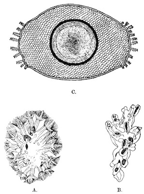 Illustration: Fig. 46.&mdash;Lophopodella
carteri (from Igatpuri Lake).