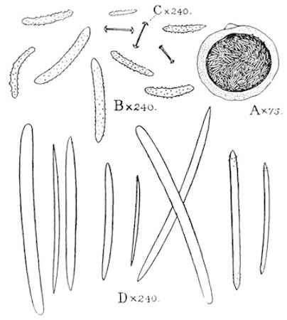 Illustration: Fig.
48.&mdash;Corvospongilla caunteri (type, from Lucknow).