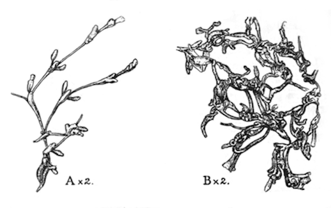 Illustration: Fig. 49.&mdash;Stolella
himalayana (types, from the Kumaon lakes).