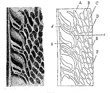 Fig. 58. Portion of one of the Secondary wing-feathers near to the body; shewing the
so-called elliptic ornaments.