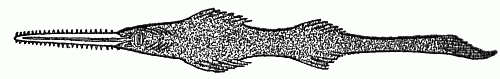 SAWFISH&mdash;FROM BELOW.