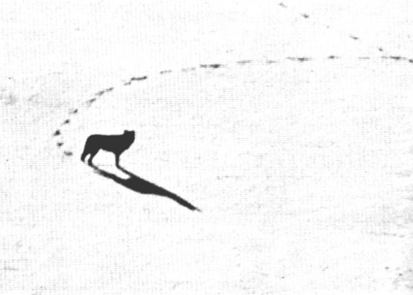 Figure 25.&mdash;Only 8 percent of the wolves observed
were lone wolves. (Photo courtesy of L. D.
Frenzel.)
