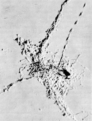 Figure 9.&mdash;Usually the remains of a wolf kill are
well chewed and scattered before the wolves
abandon them. (Photo courtesy of L. D.
Mech.)