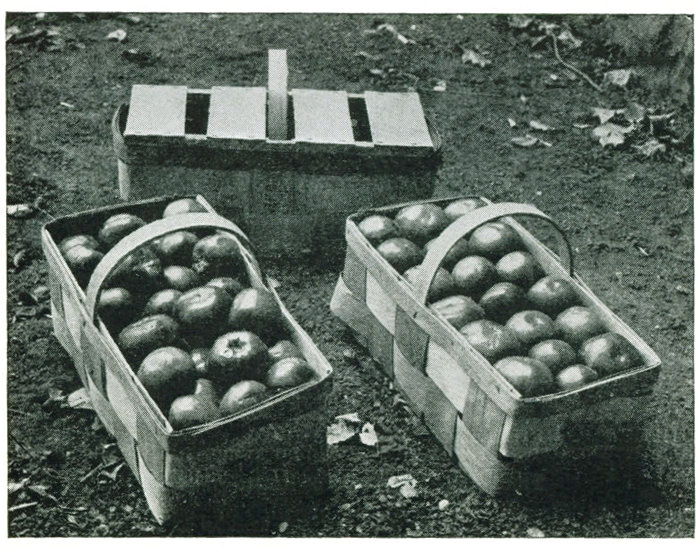Figure 24.&mdash;The square braid basket is widely used as a local market
package for tomatoes. The faced pack looks better and is easily put
up. Covers permit stacking six or eight high.