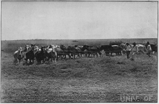 Plate XXVIII.

THRESHING THE CORN WITH YEGUAS (MARES).

Page 226.