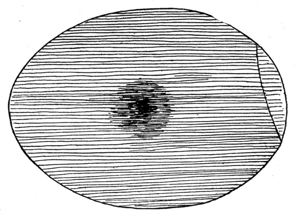 Figure 3.&mdash;Egg at End of 72 Hours.
