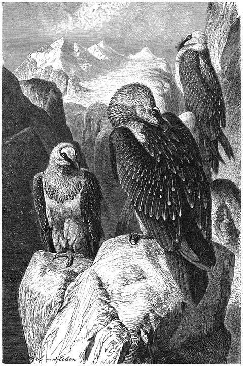 Lammergier (Gypa&euml;tus barbatus).