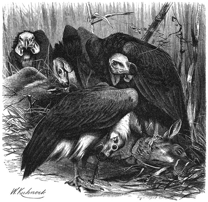 Kaalkoppige Gier (Vultur calvus). ​1&frasl;7​ v. d. ware grootte.