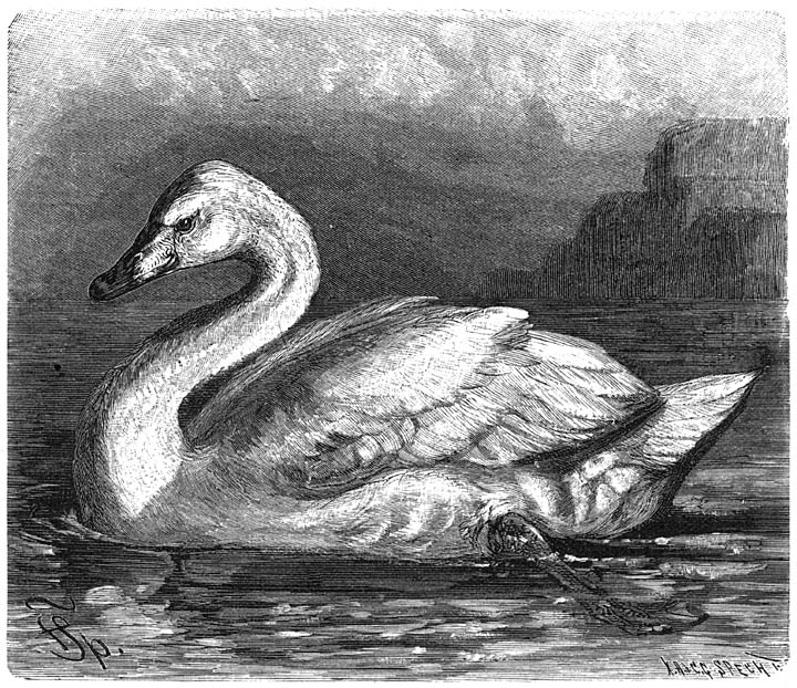 Wilde Zwaan (Cygnus musicus). ​1&frasl;7​ v. d. ware grootte.