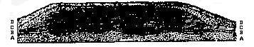 [Illustration:
Section of beds at Punta Alta in Bahia Blanca.]