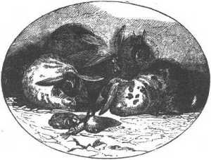 rabbit