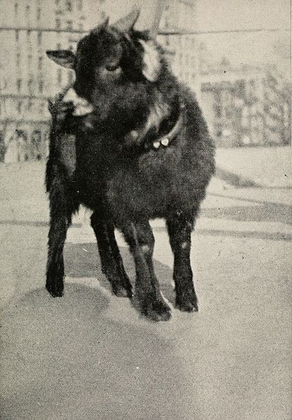 black pygmy goat