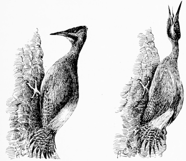 SPANISH GREEN WOODPECKER (Gecinus sharpei)
(1) Alighting.
(2) Calling.