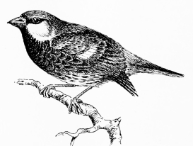 Types of Spanish Bird-Life

SPANISH SPARROW (Passer hispaniolensis [sic