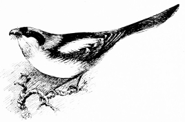 Types of Spanish Bird-Life
WOODCHAT SHRIKE (Lanius pomeranus)