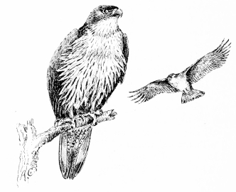 BONELLI’S EAGLE (Aquila bonellii)

A pair disturbed at their eyrie.