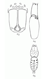 Figs. 63, 64, 65. Clubiona excepta.&mdash;63, front of head
and mandibles of male. 64, palpus of male. 65, back of female enlarged
four times to show markings.
