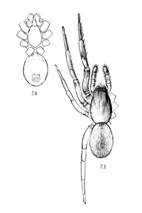 Figs. 73, 74. Ariadne bicolor.&mdash;73,
upper side enlarged four times. 74, under side.
