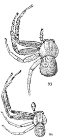 Figs. 93, 94. Xysticus nervosus.&mdash;93,
female. 94, male. Both enlarged four times.