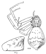 Figs. 112, 113. Tmarus caudatus.&mdash;112,
female enlarged six times. 113, left side
of the abdomen.