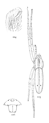 Figs. 114, 115, 116. Tibellus
duttonii.&mdash;115, female enlarged
four times. 114, one
of the feet. 116, front of
head, showing eyes and mandibles.