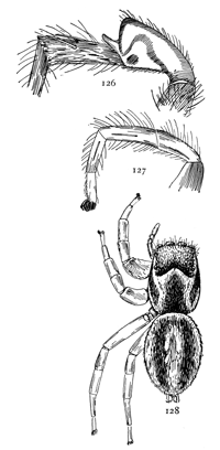 Figs. 126, 127, 128. Habrocestum
peregrinum.&mdash;128, female enlarged
six times. 126, third leg. 127, first leg.