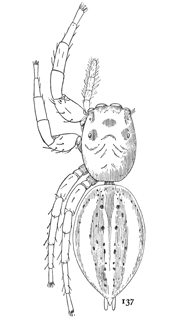 Fig. 137. Plexippus puerperus.&mdash;Female enlarged six times.