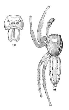 Figs. 138, 139. Plexippus puerperus.&mdash;138, male enlarged six times.
139, front of head of male.