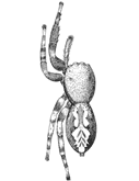 Fig. 157. Marptusa familiaris.&mdash;Female enlarged six times.
