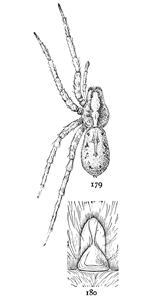 Figs. 179, 180. Lycosa
kochii.&mdash;179, female
enlarged twice. 180,
epigynum.