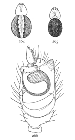 Figs. 264, 265, 266. Theridium
differens.&mdash;264, female enlarged
eight times. 265, male
enlarged eight times. 266,
end of palpus of male.
