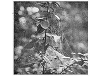 Fig. 332. Web of Linyphia phrygiana in a barberry bush. The spider stood under
the upper part of the inclined sheet close to the stem.