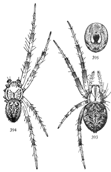 Figs. 393, 394, 395. Epeira trivittata, enlarged four
times.&mdash;393, female. 394, male. 395, markings
of under side of abdomen.